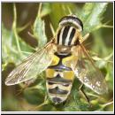 Helophilus trivittatus - Grosse Sumpfschwebfliege 15.jpg